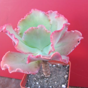 Echeveria  Aguaryus Red