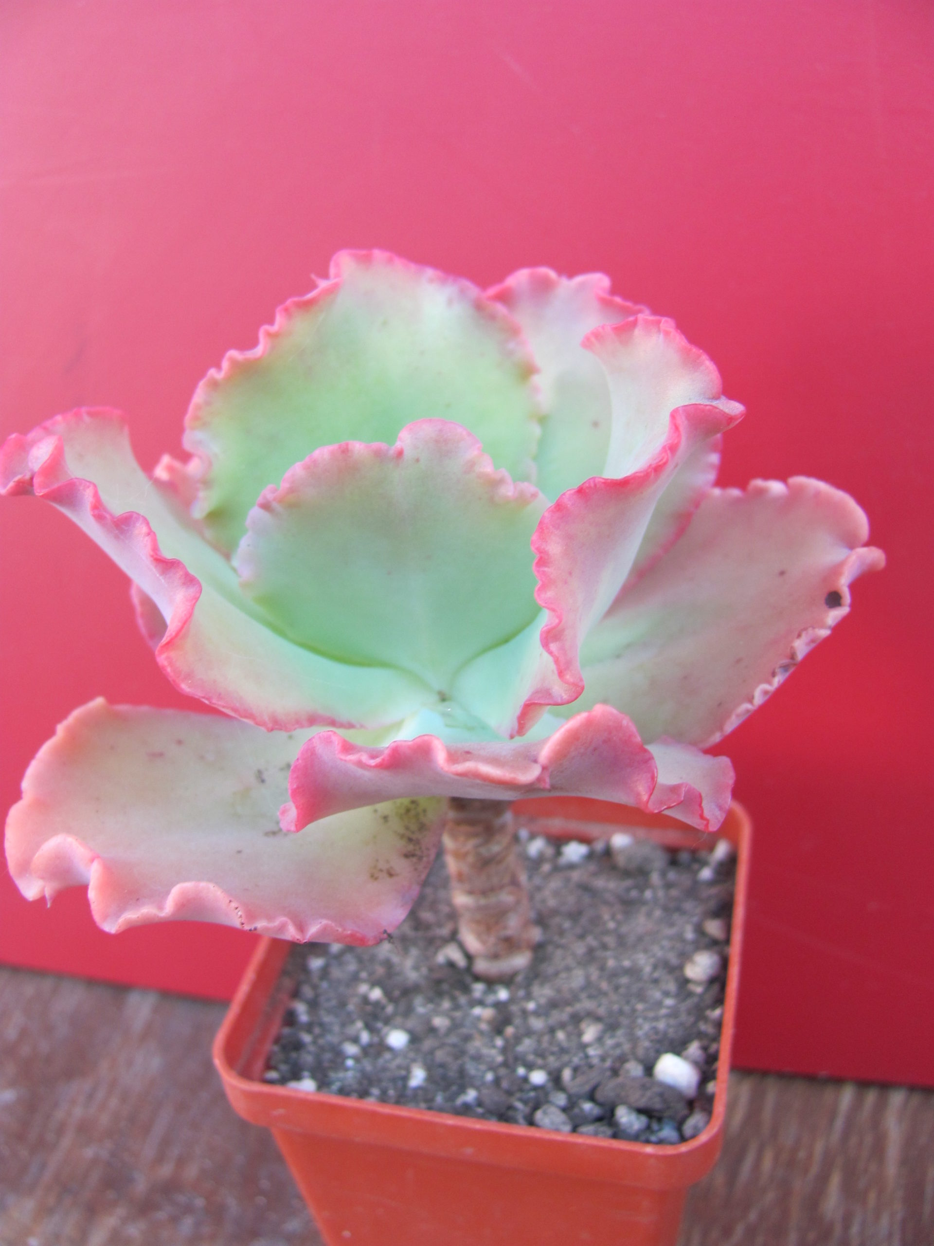 Echeveria  Aguaryus Red