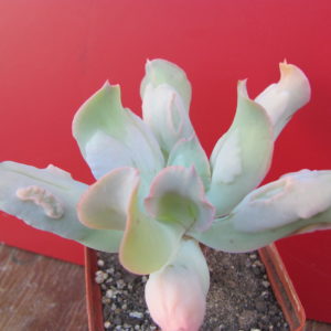 Echeveria Culibra