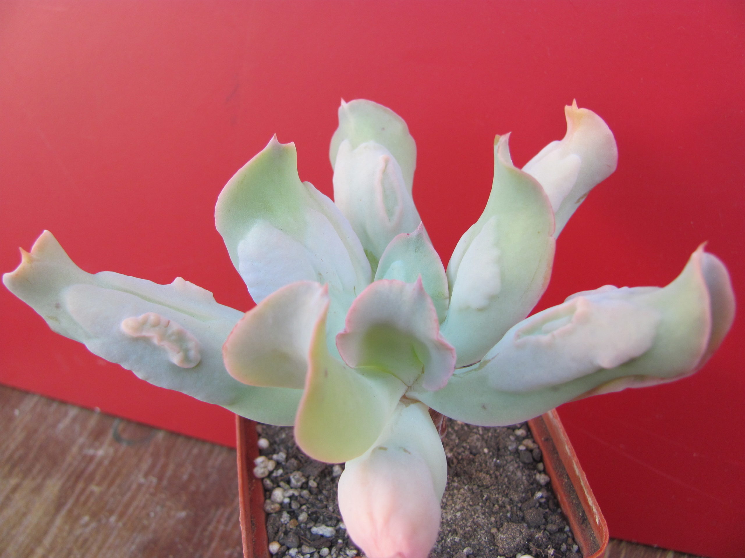 Echeveria Culibra