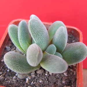 Crassula tecta   forma