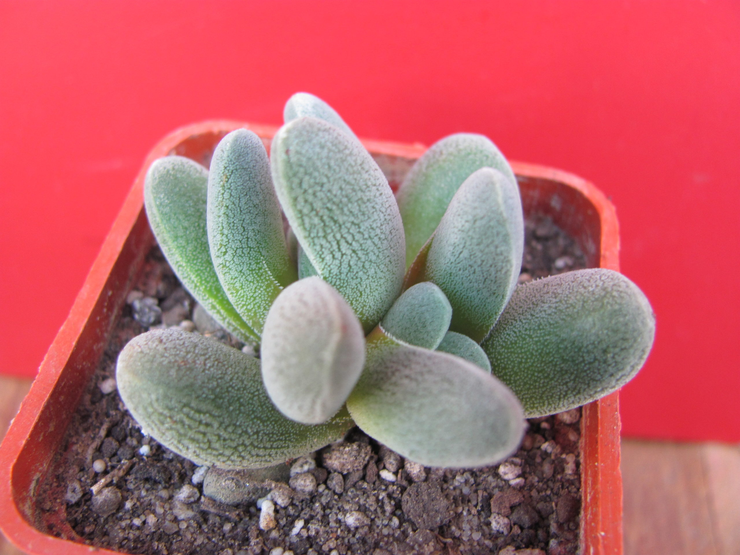 Crassula tecta   forma