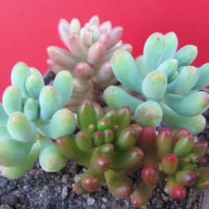 набір Sedum