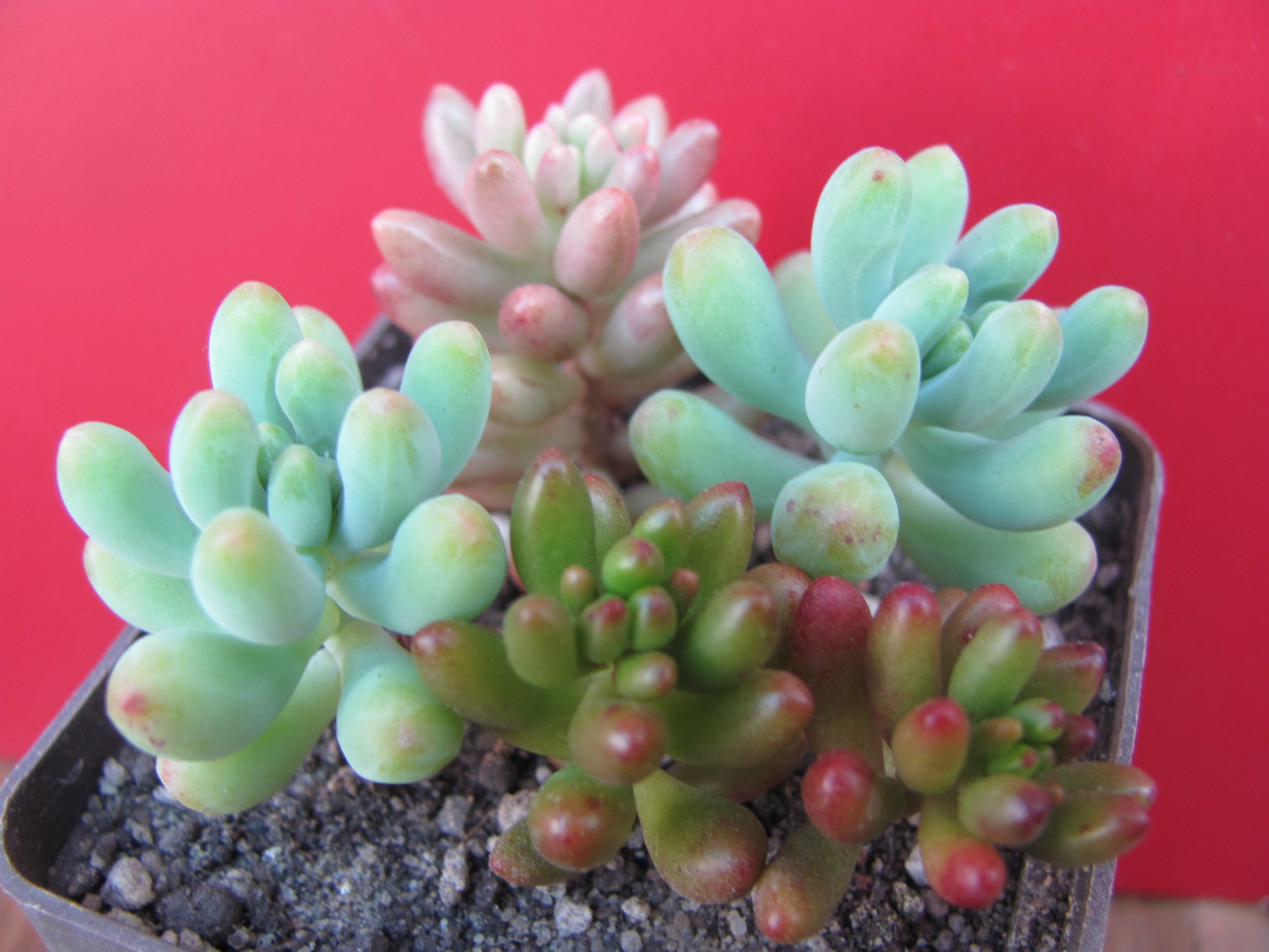 набір Sedum