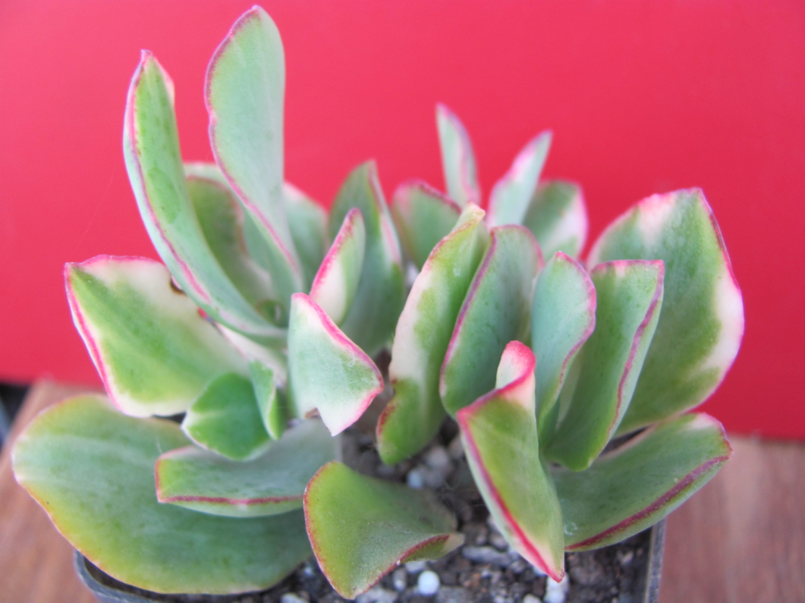 Crassula Blue Bird variegata