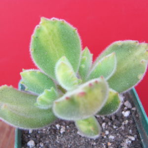 Cotyledon ladismithiensis variegata