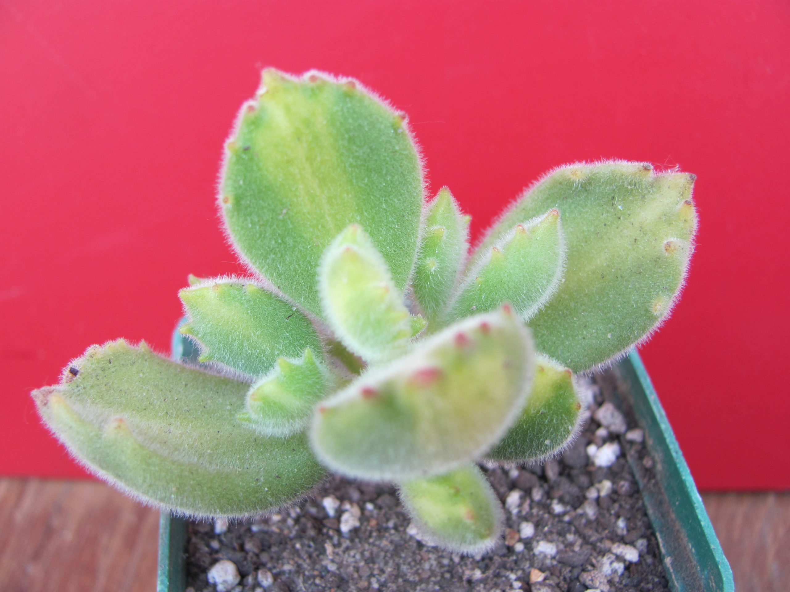 Cotyledon ladismithiensis variegata
