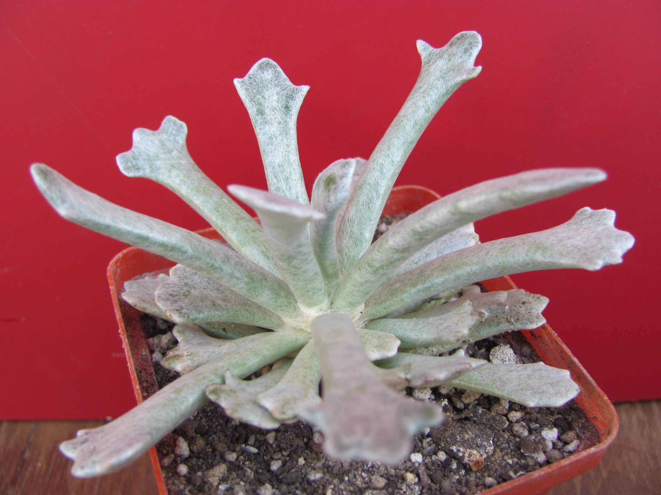 Senecio acoposus addoensis