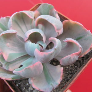 Echeveria Beyonce Raynbow variegata