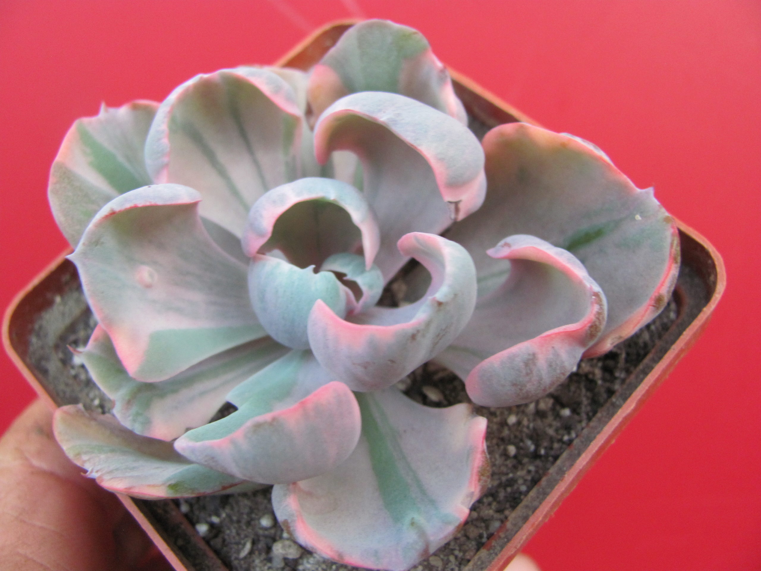 Echeveria Beyonce Raynbow variegata