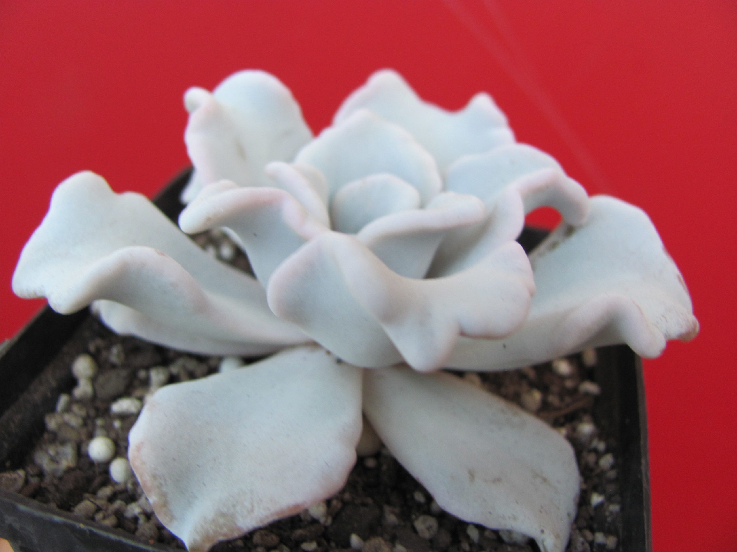 Echeveria Crispate Beauty