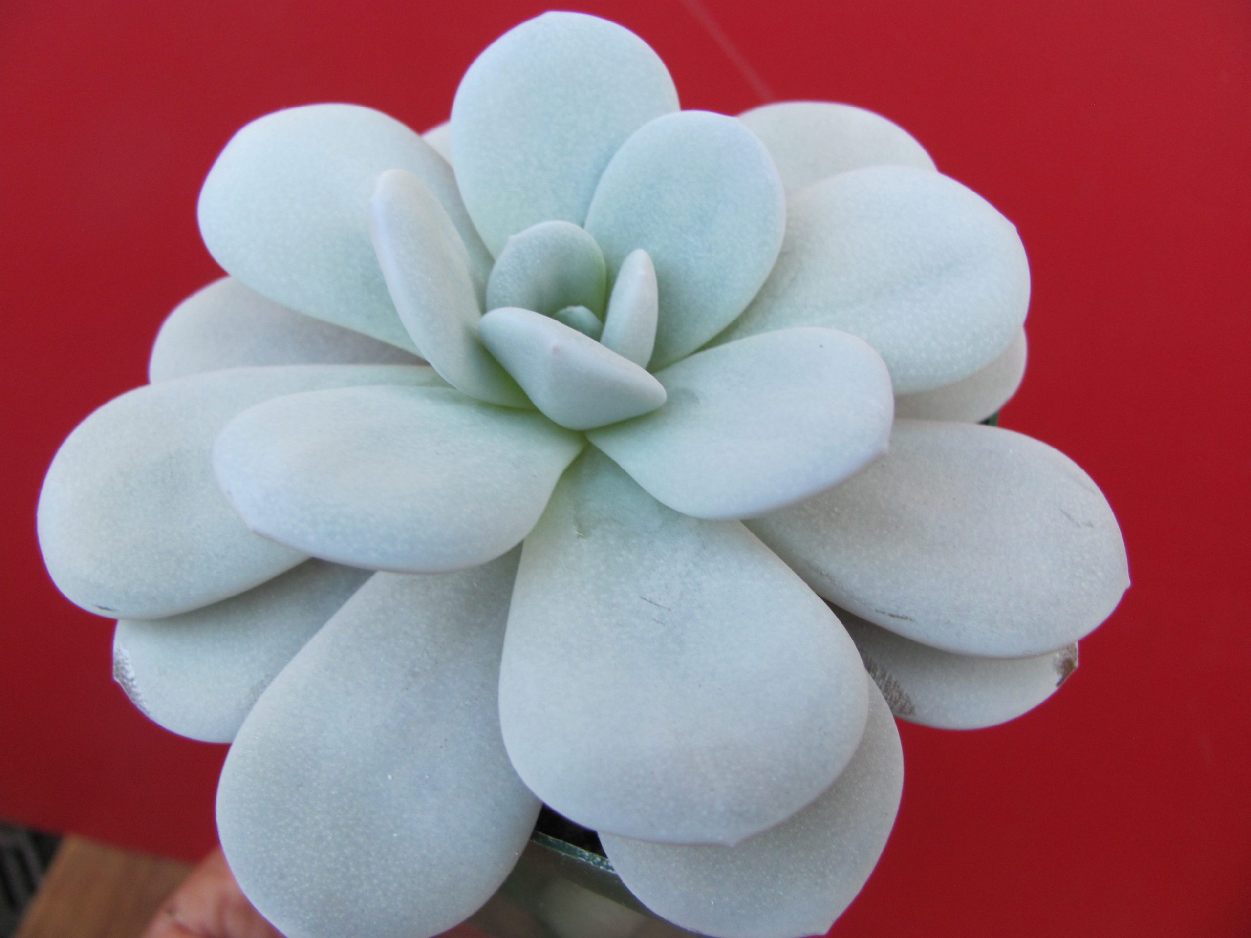 Echeveria Laui
