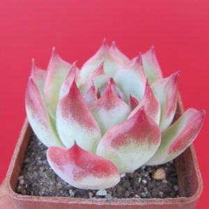 Echeveria chihuahuesis  Ruby Blush