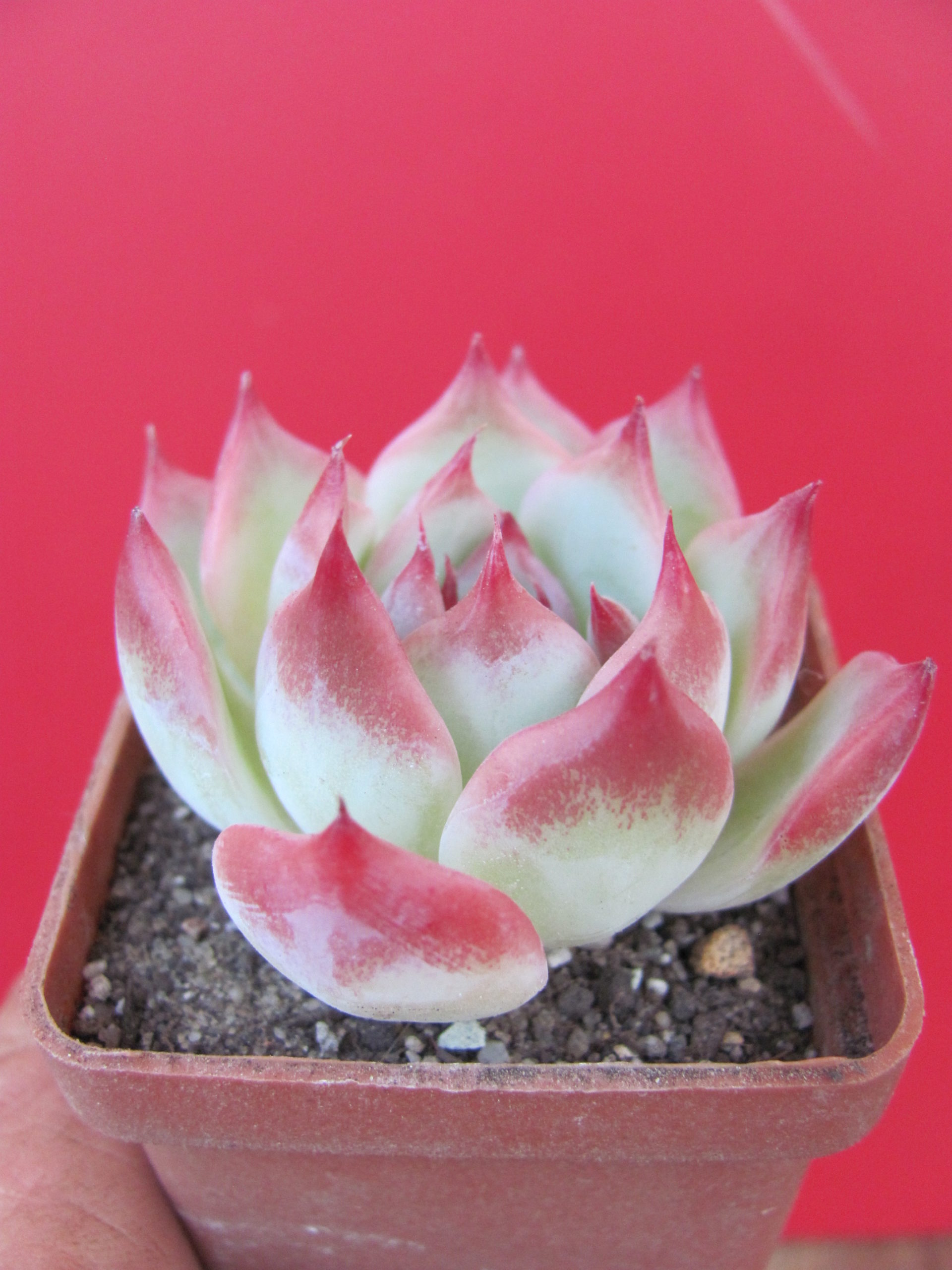 Echeveria chihuahuesis  Ruby Blush