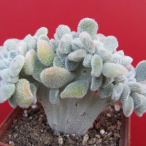 Echeveria  Frosty cristata