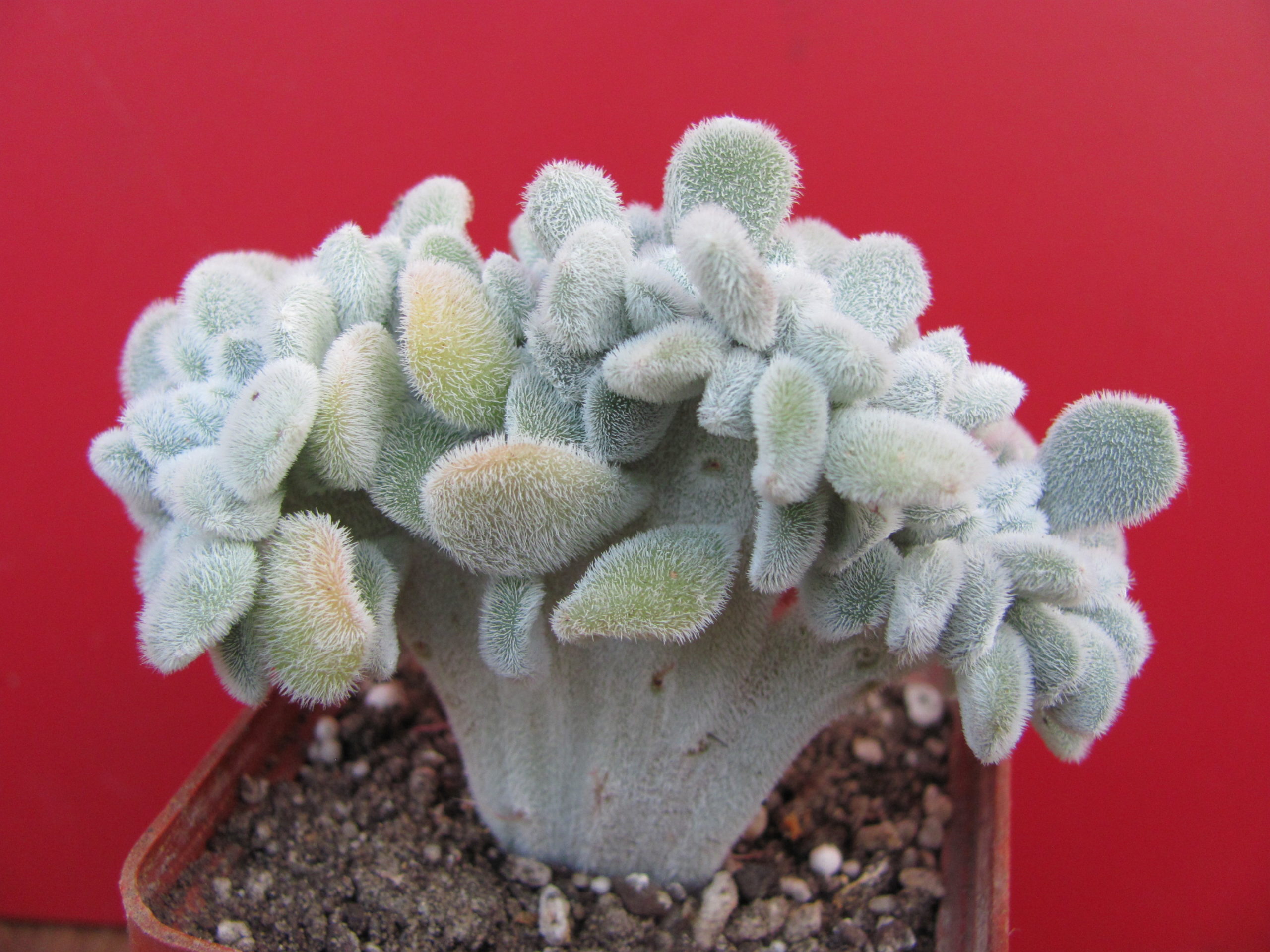 Echeveria  Frosty cristata