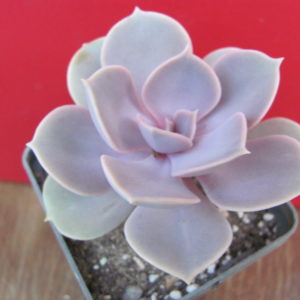 Echeveria Perle von Nurnberg