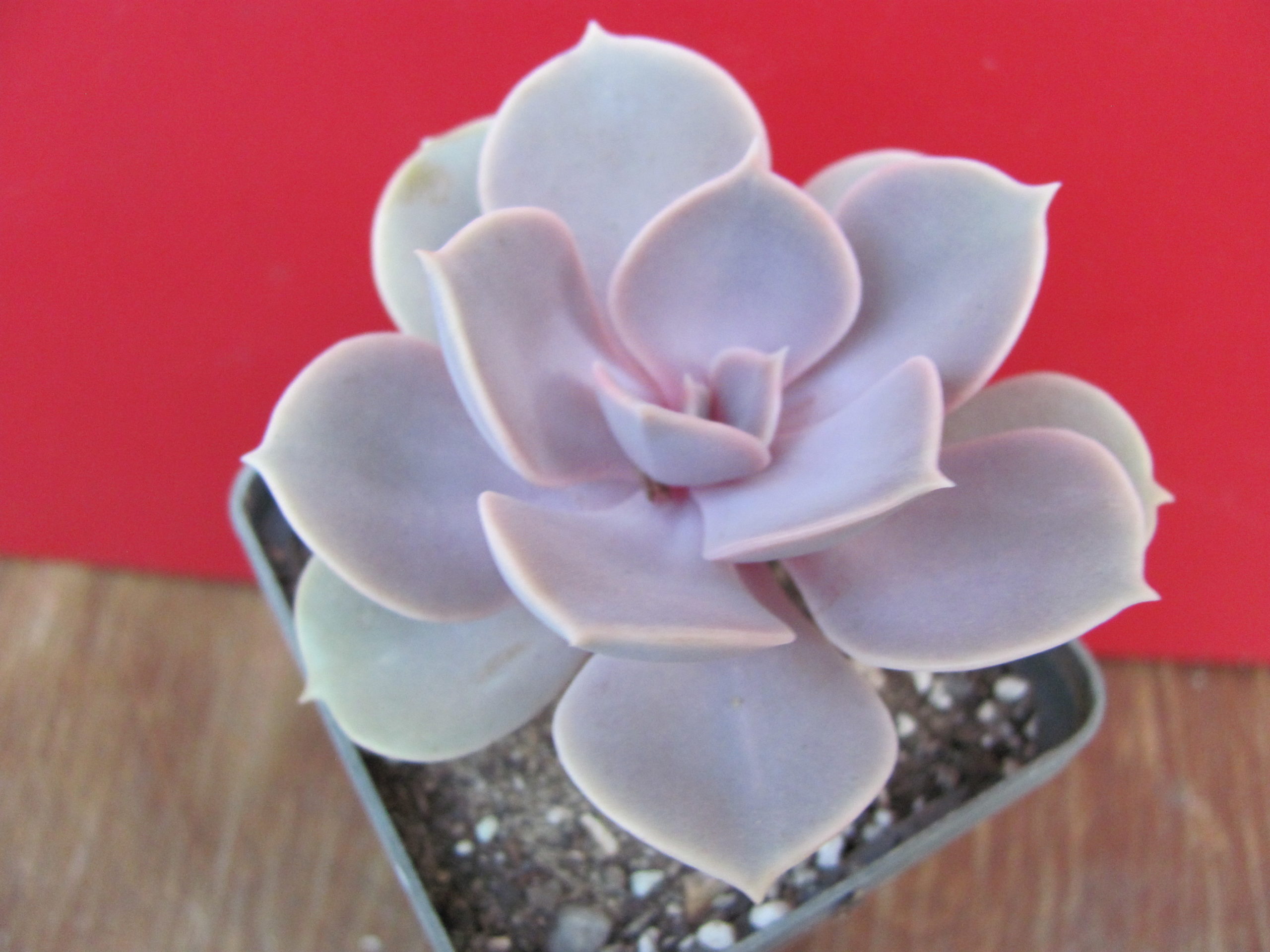 Echeveria Perle von Nurnberg