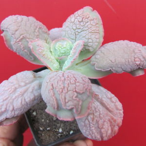 Echeveria linguas