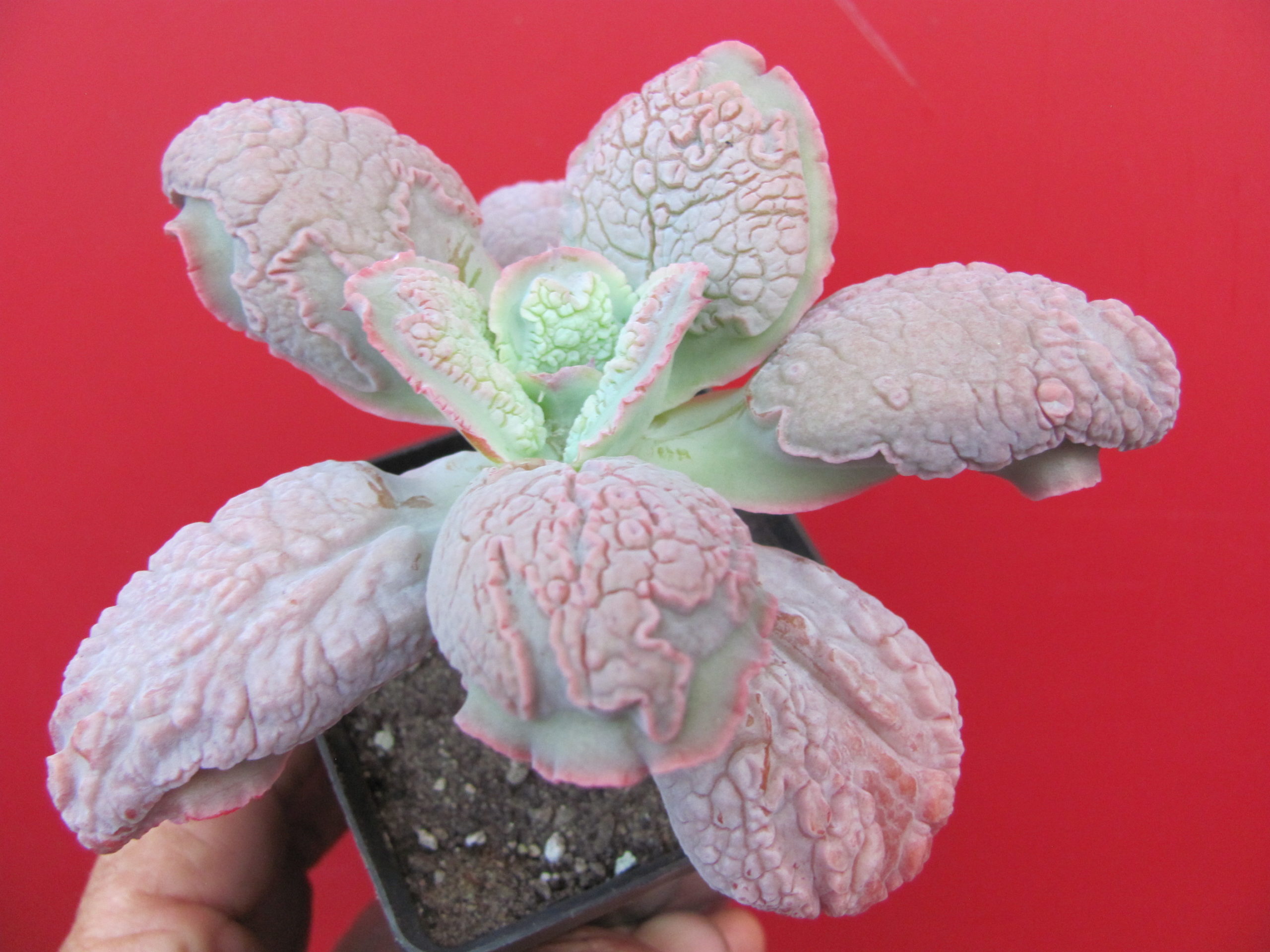 Echeveria linguas