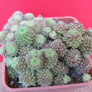 Monanthes polyphylla