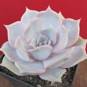 Echeveria lilacina Rosea