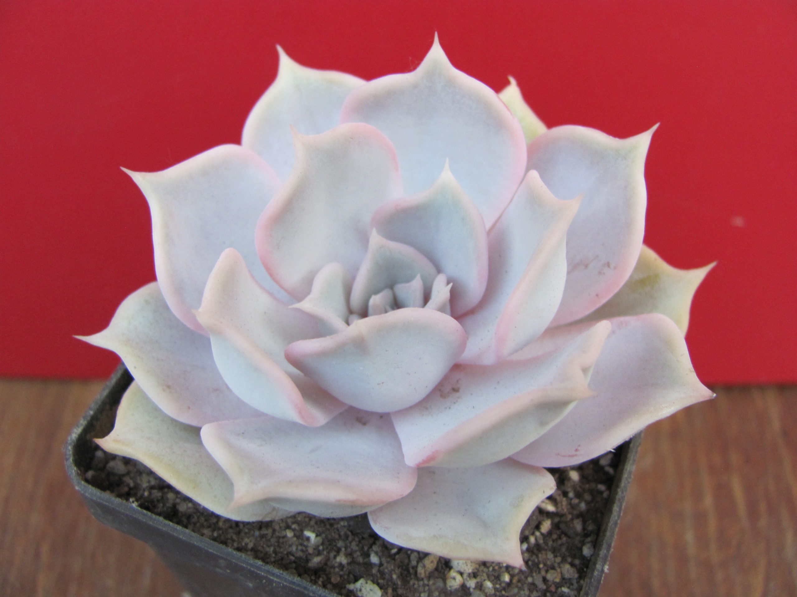 Echeveria lilacina Rosea