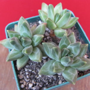 Pachyphytum compactum  *Purple  Diamond*