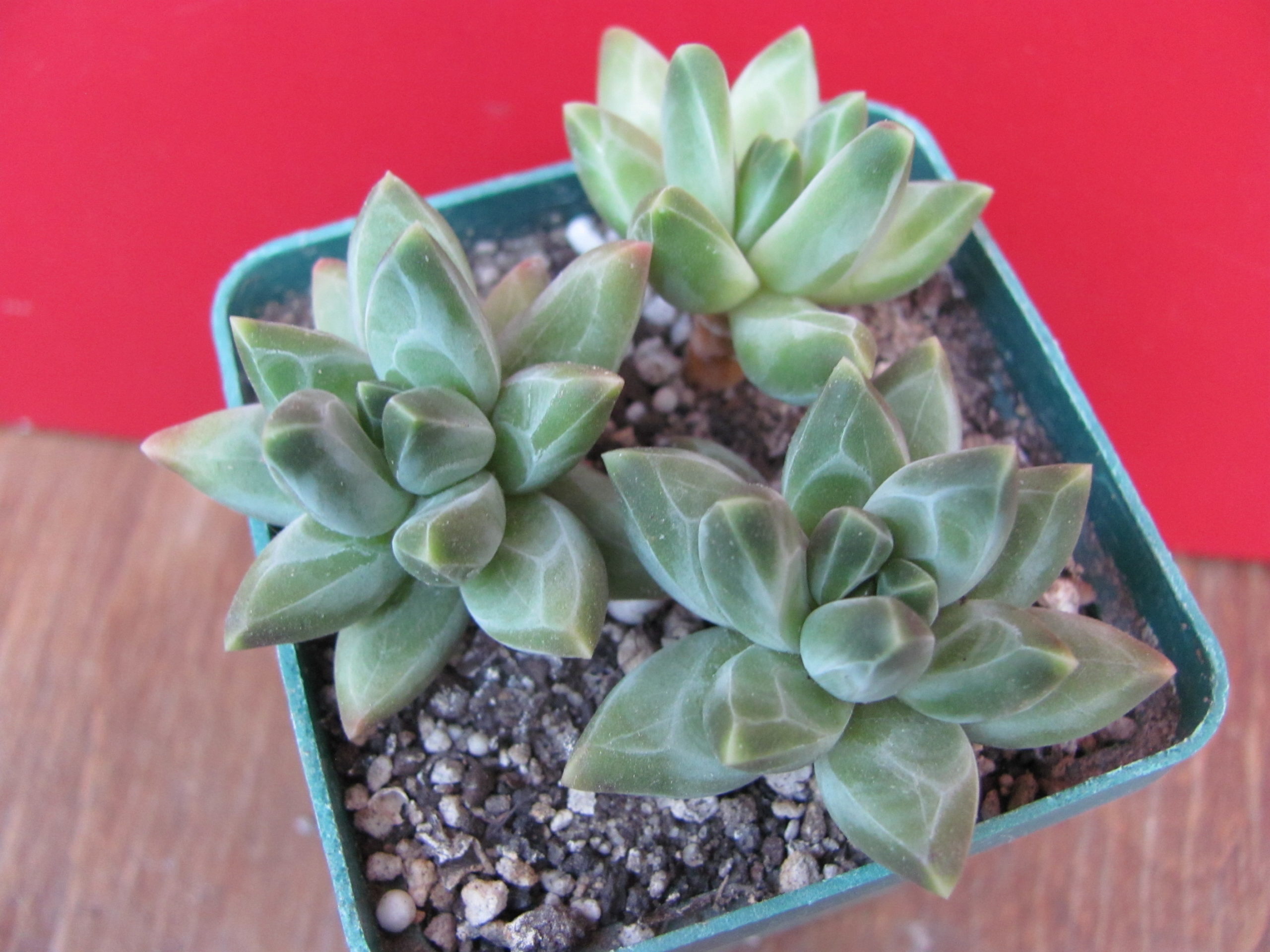Pachyphytum compactum  *Purple  Diamond*