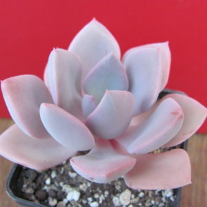 Echeveria Debbie