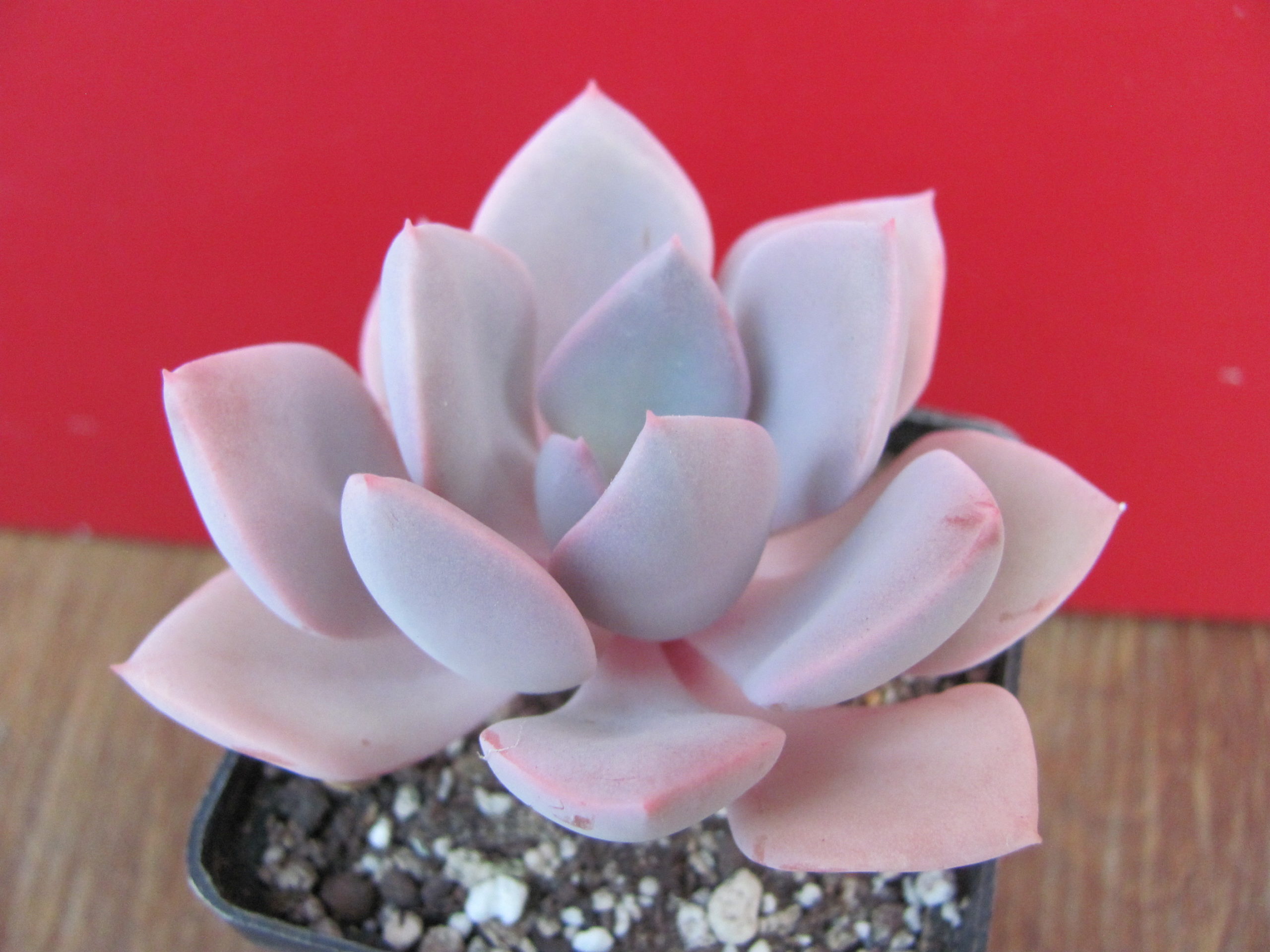 Echeveria Debbie