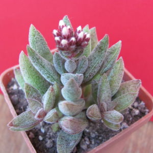 Crassula justy - corderoyi