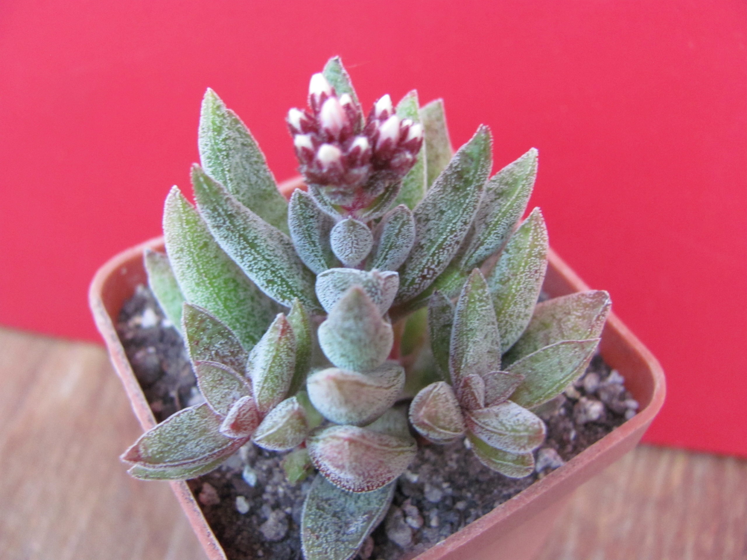 Crassula justy - corderoyi