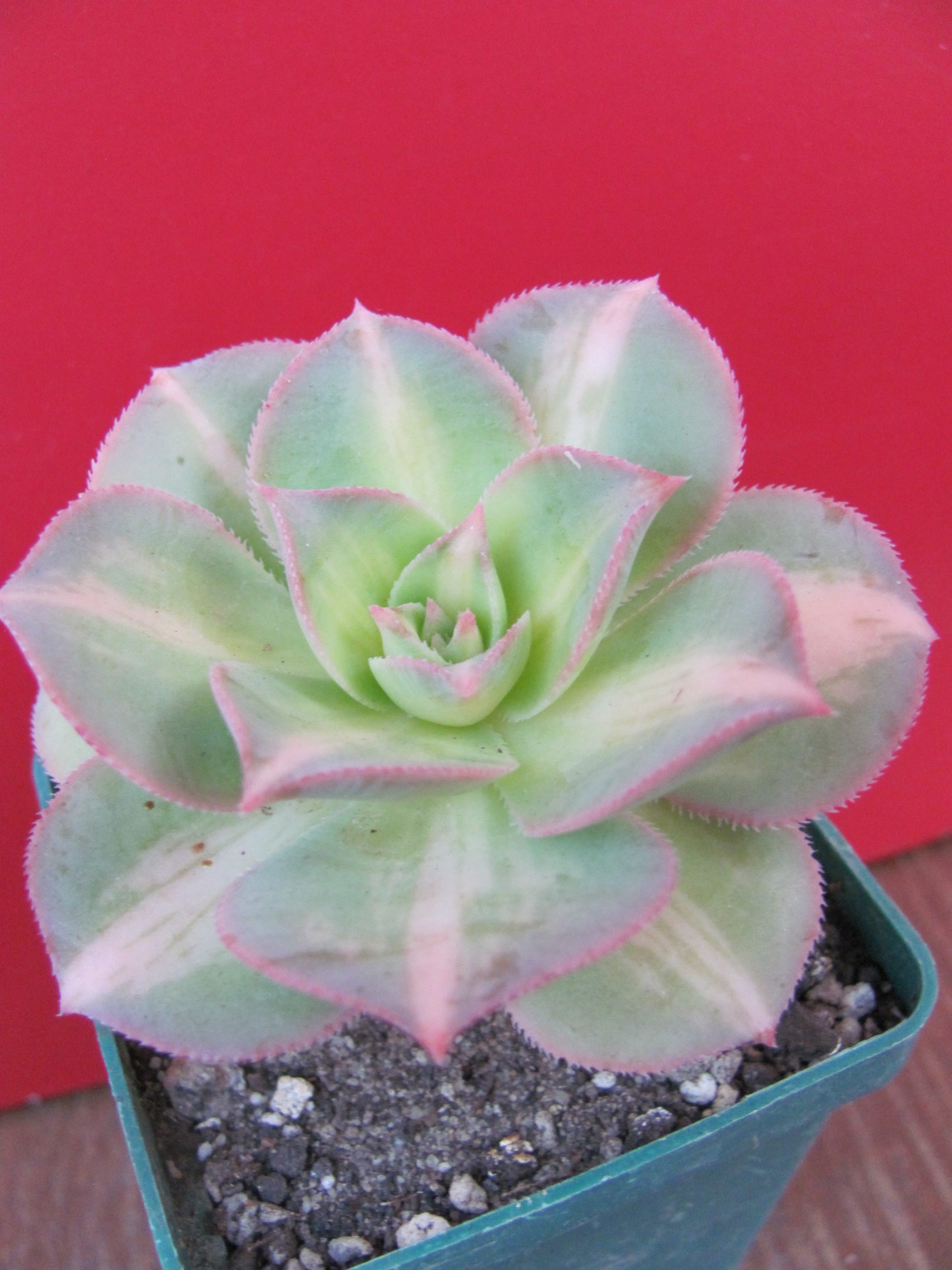Aeonium Moonburst variegata