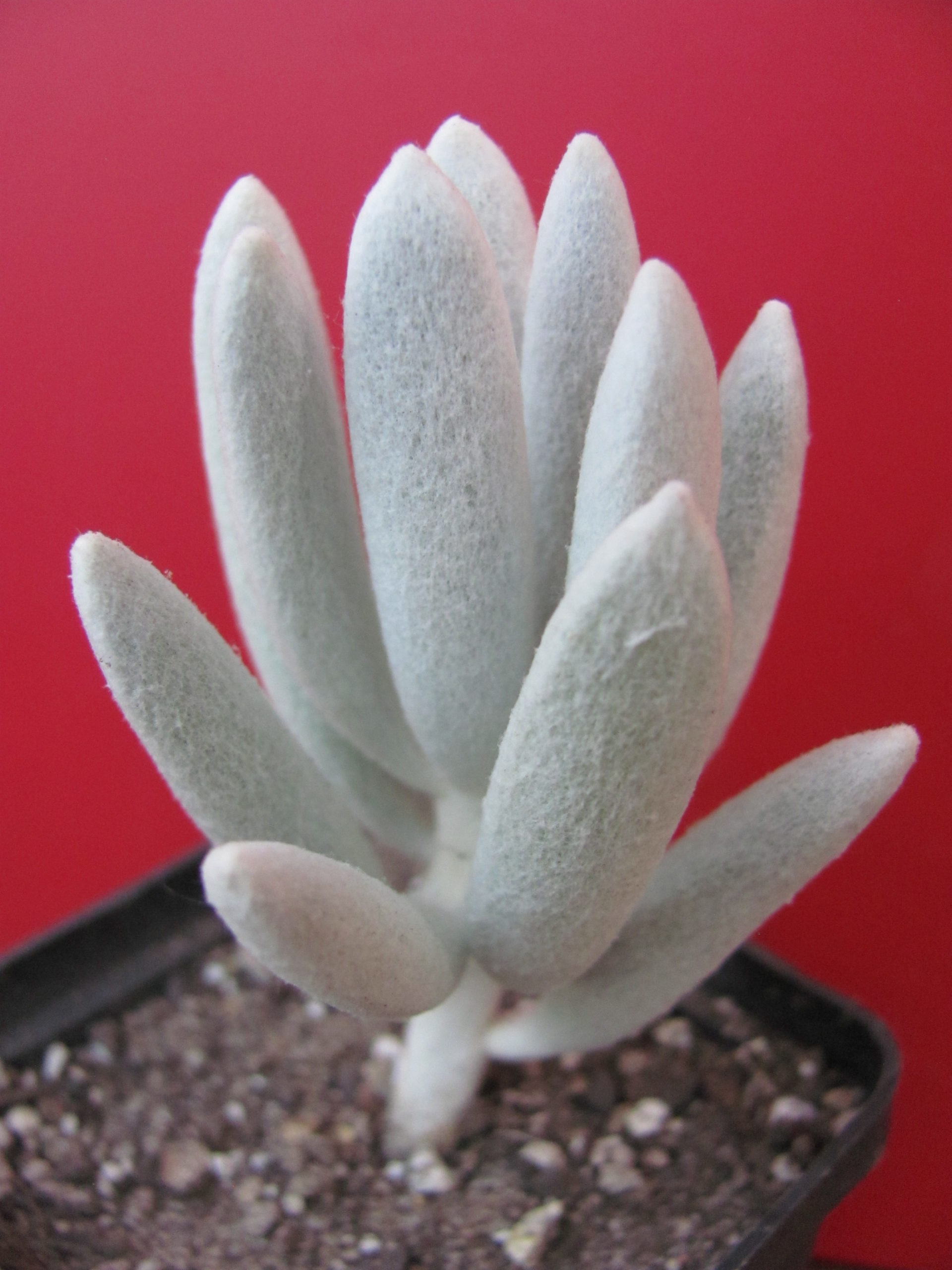 Senecio haworthioides forma