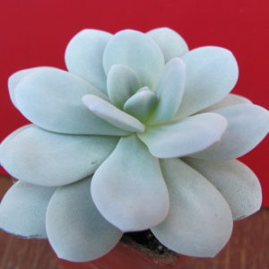 Echeveria laui
