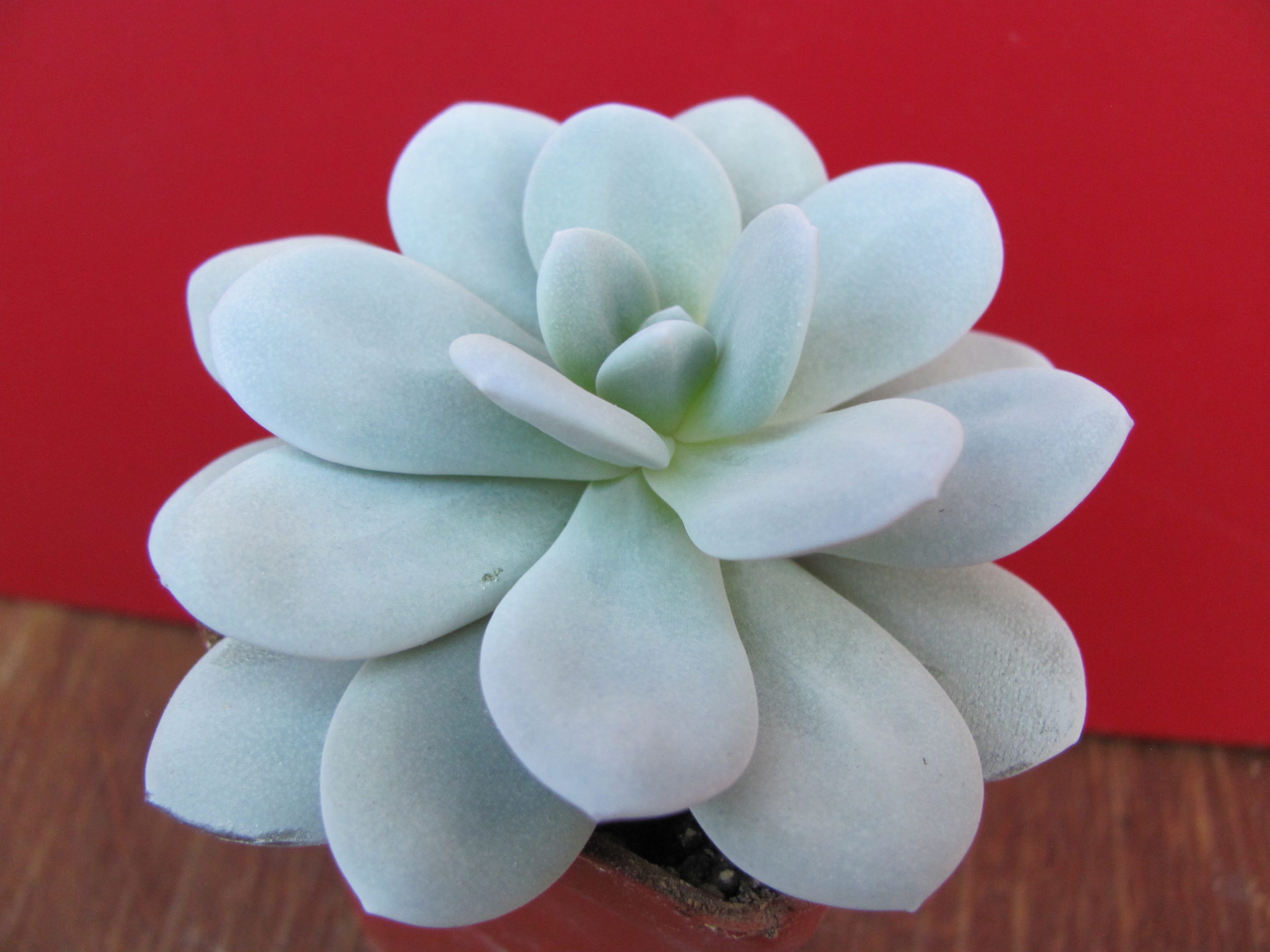 Echeveria laui