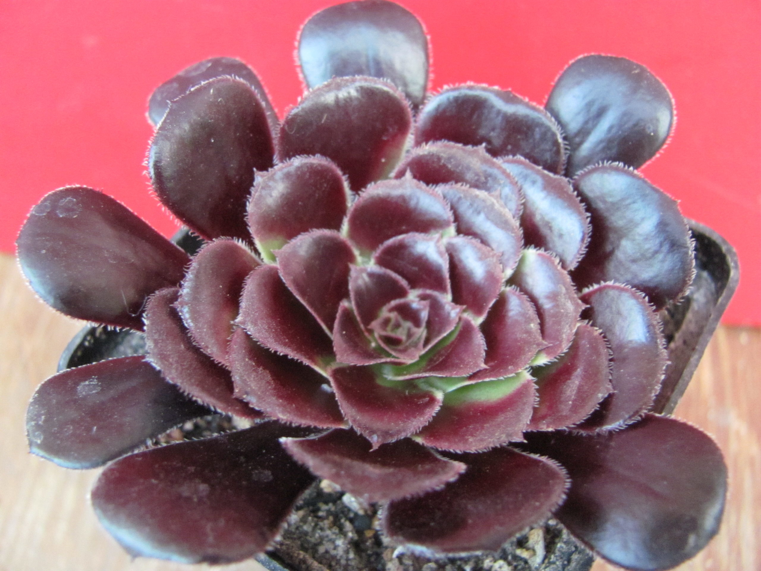 Aeonium schwarzkopf