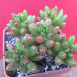 Sedum rubrotinctum