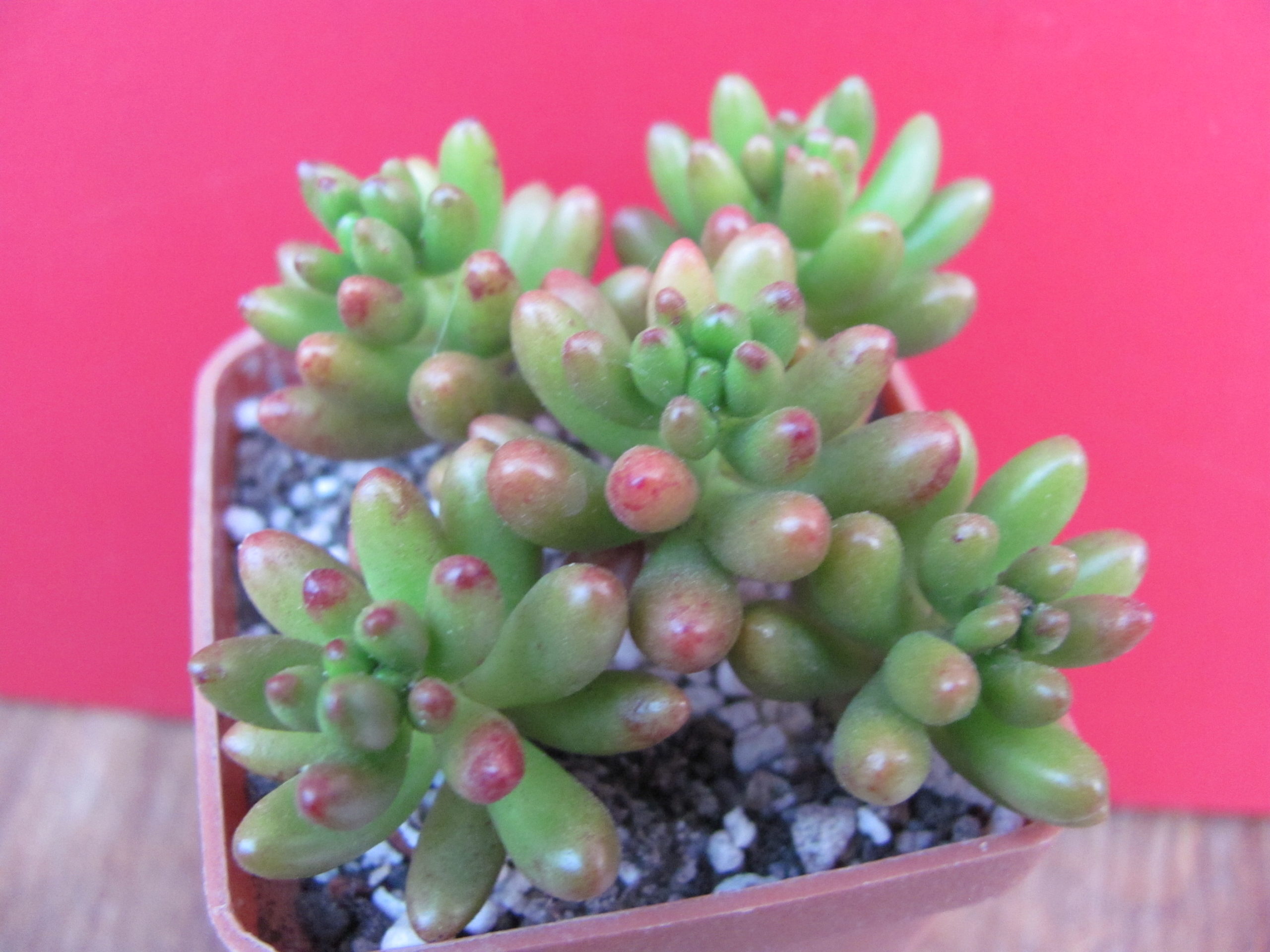 Sedum rubrotinctum