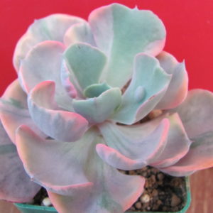 Echeveria Beyonce Rainbow variegata