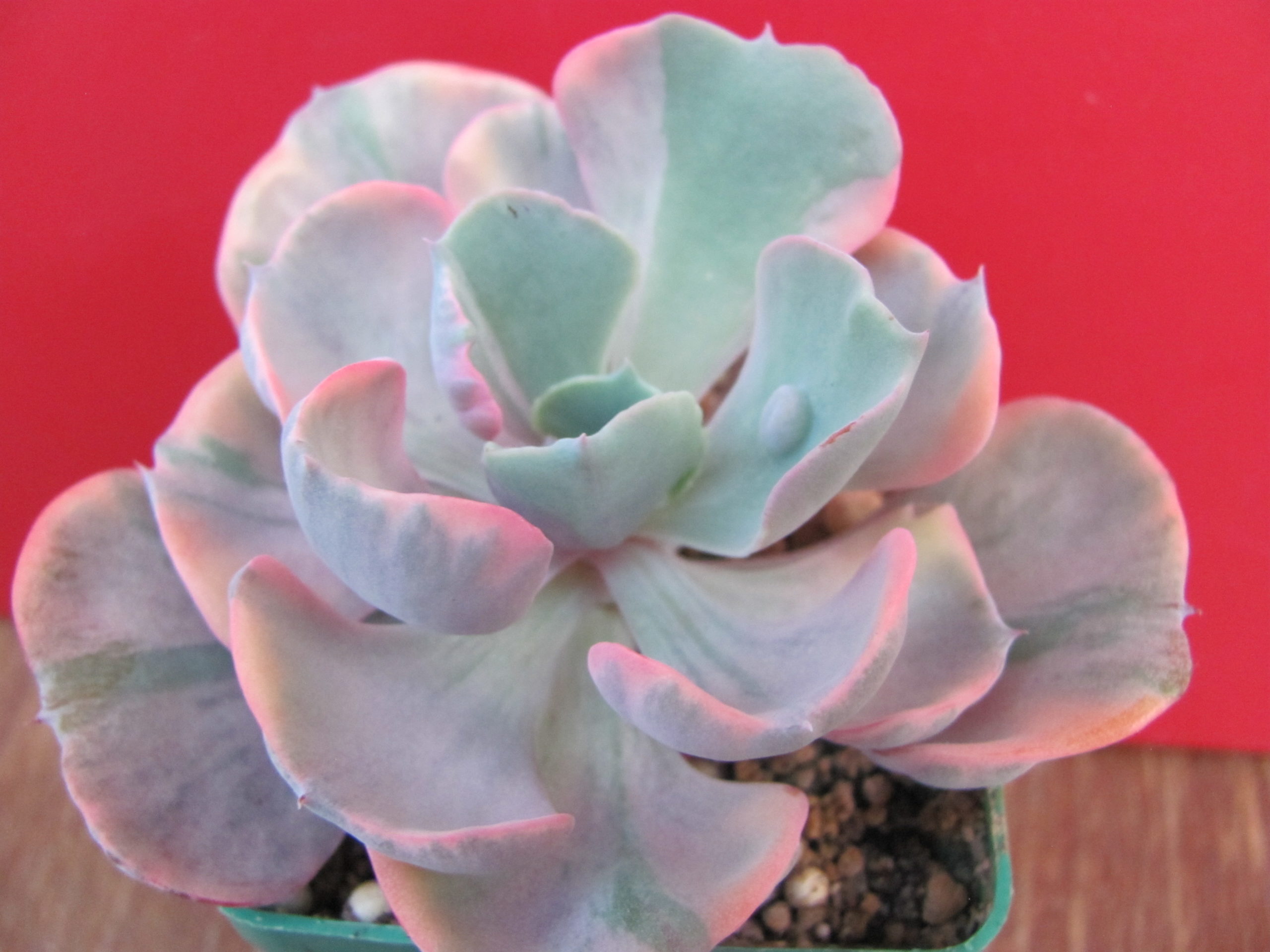 Echeveria Beyonce Rainbow variegata