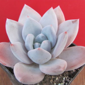 Echeveria Brumes