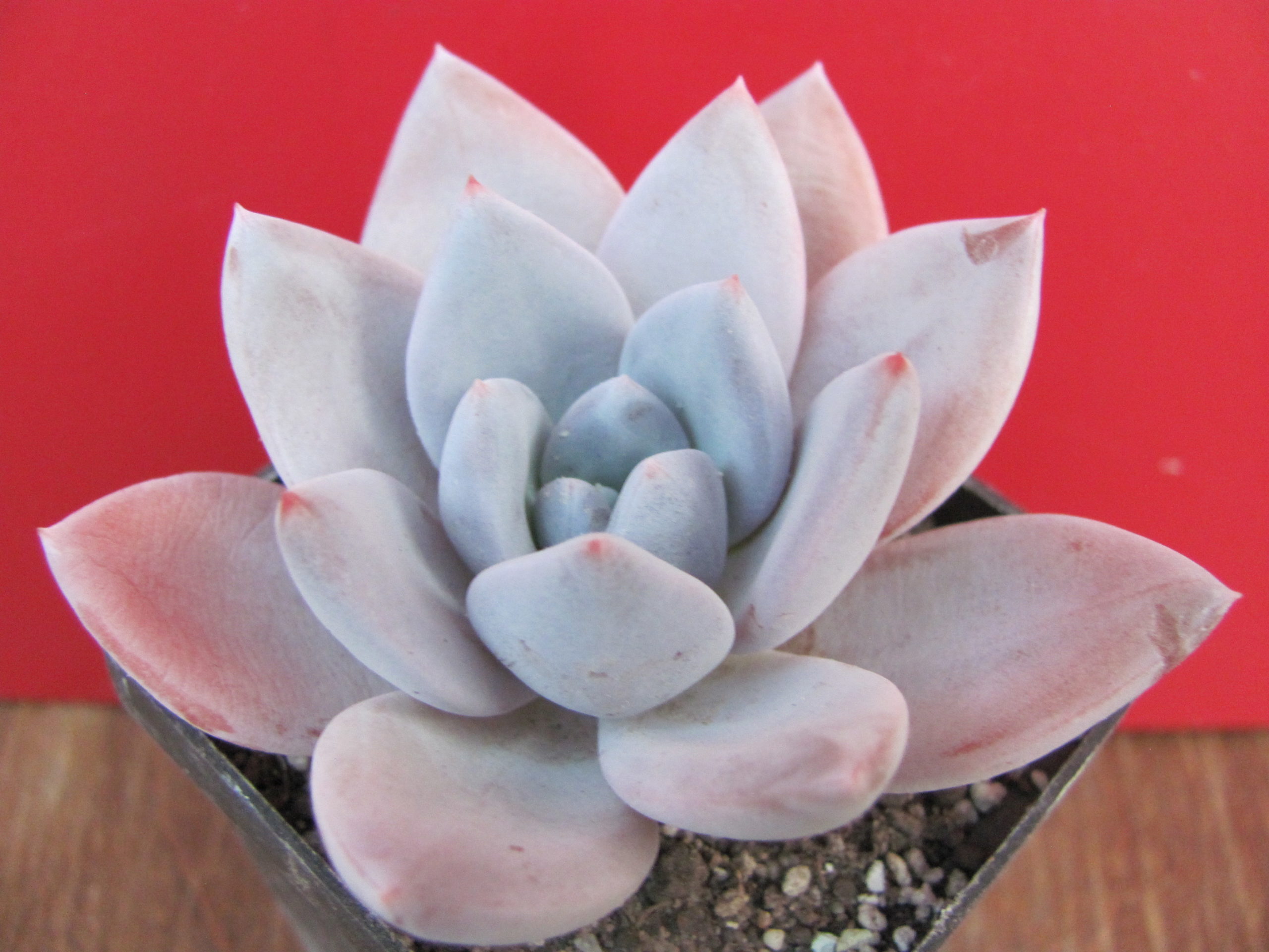 Echeveria Brumes