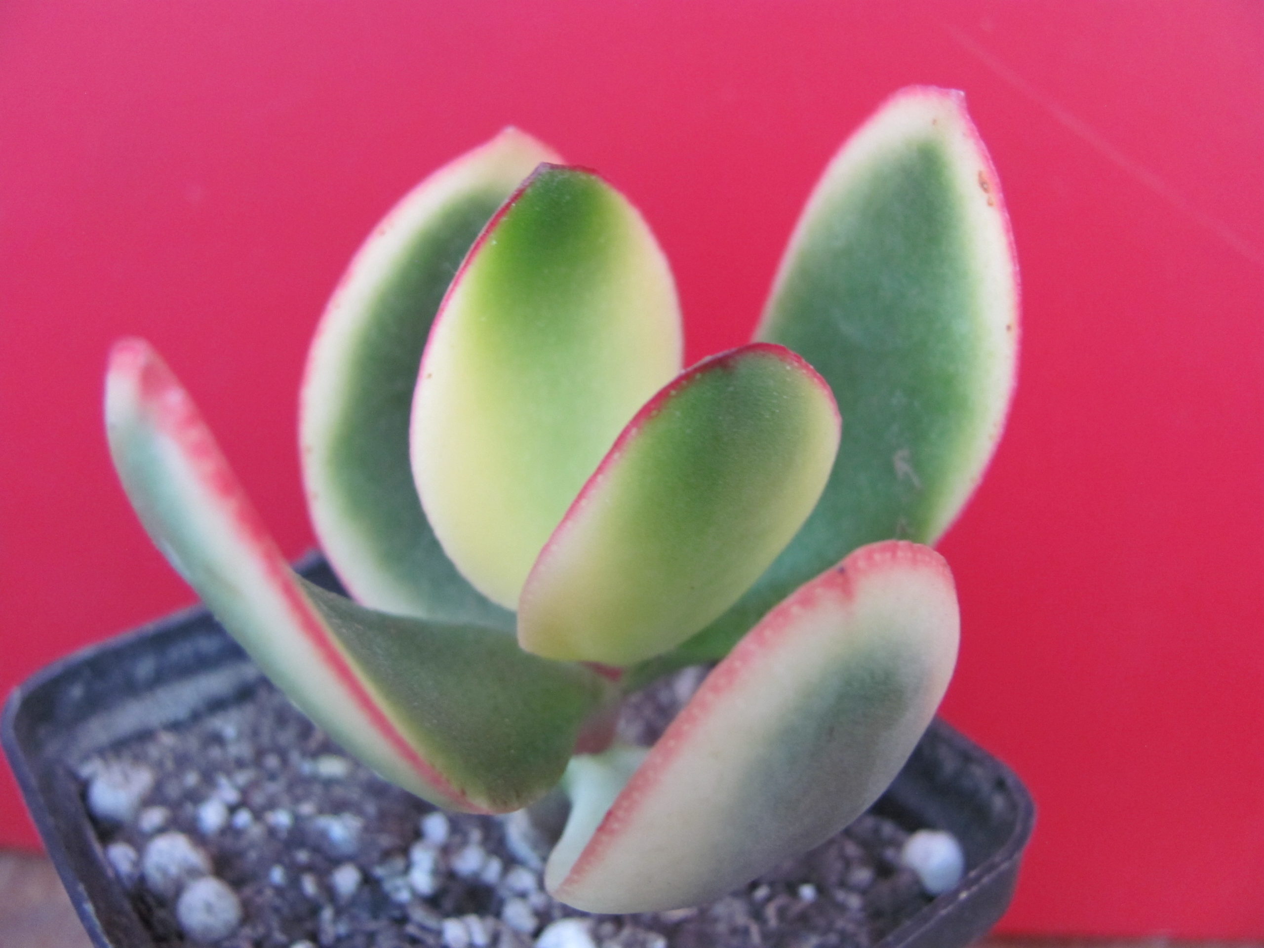 Crassula  *Maruba Nishiki* variegata