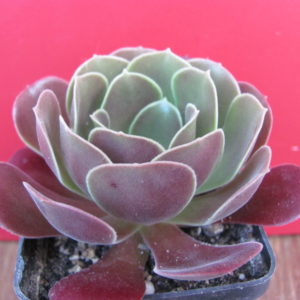 Aeonium Velour
