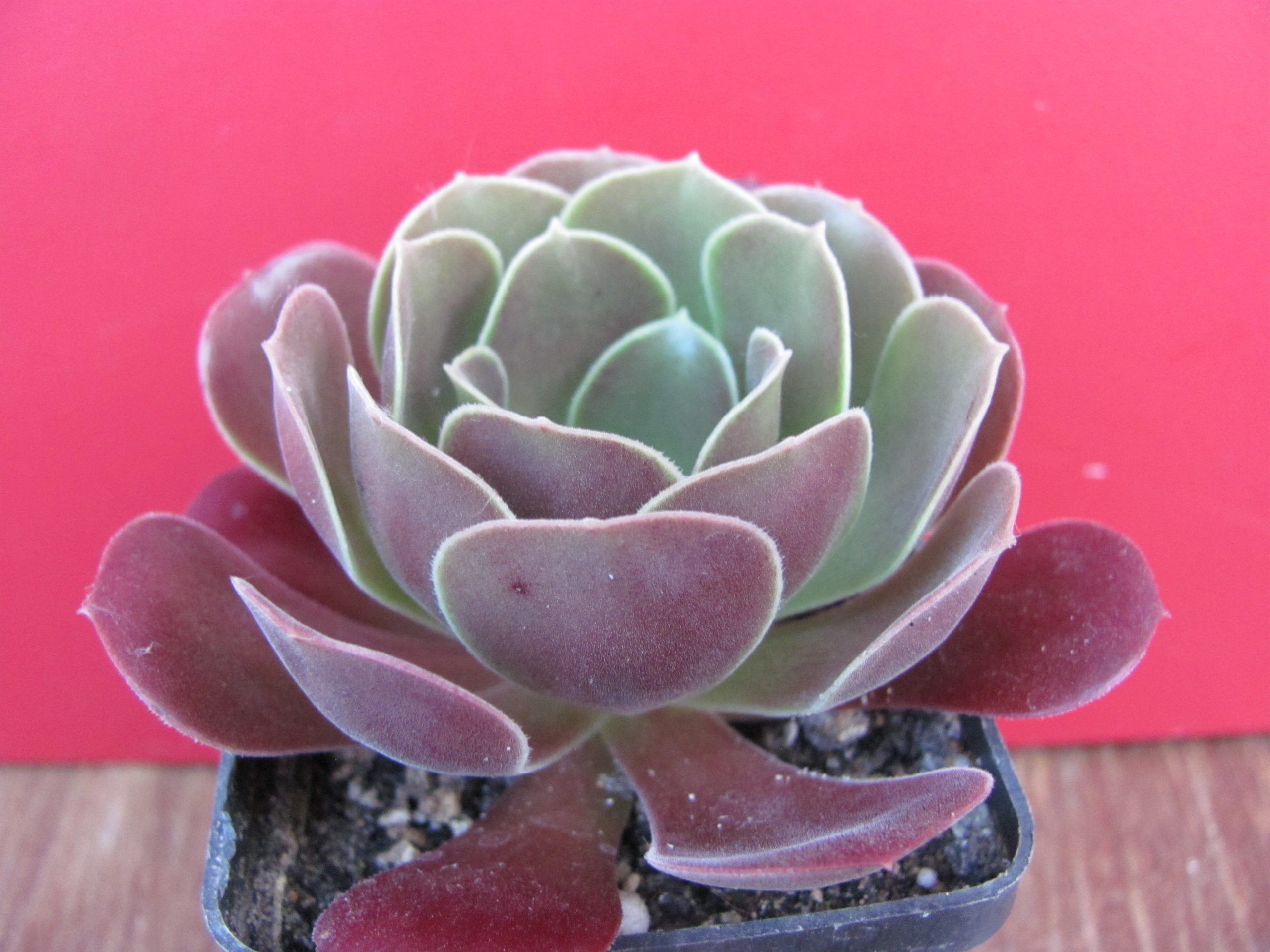 Aeonium Velour