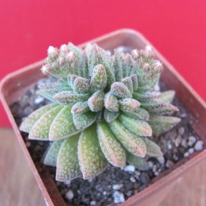 Crassula Frosty