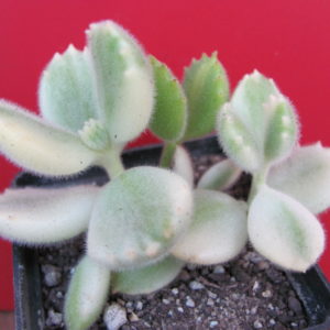 Cotyledon tomentosa variegata