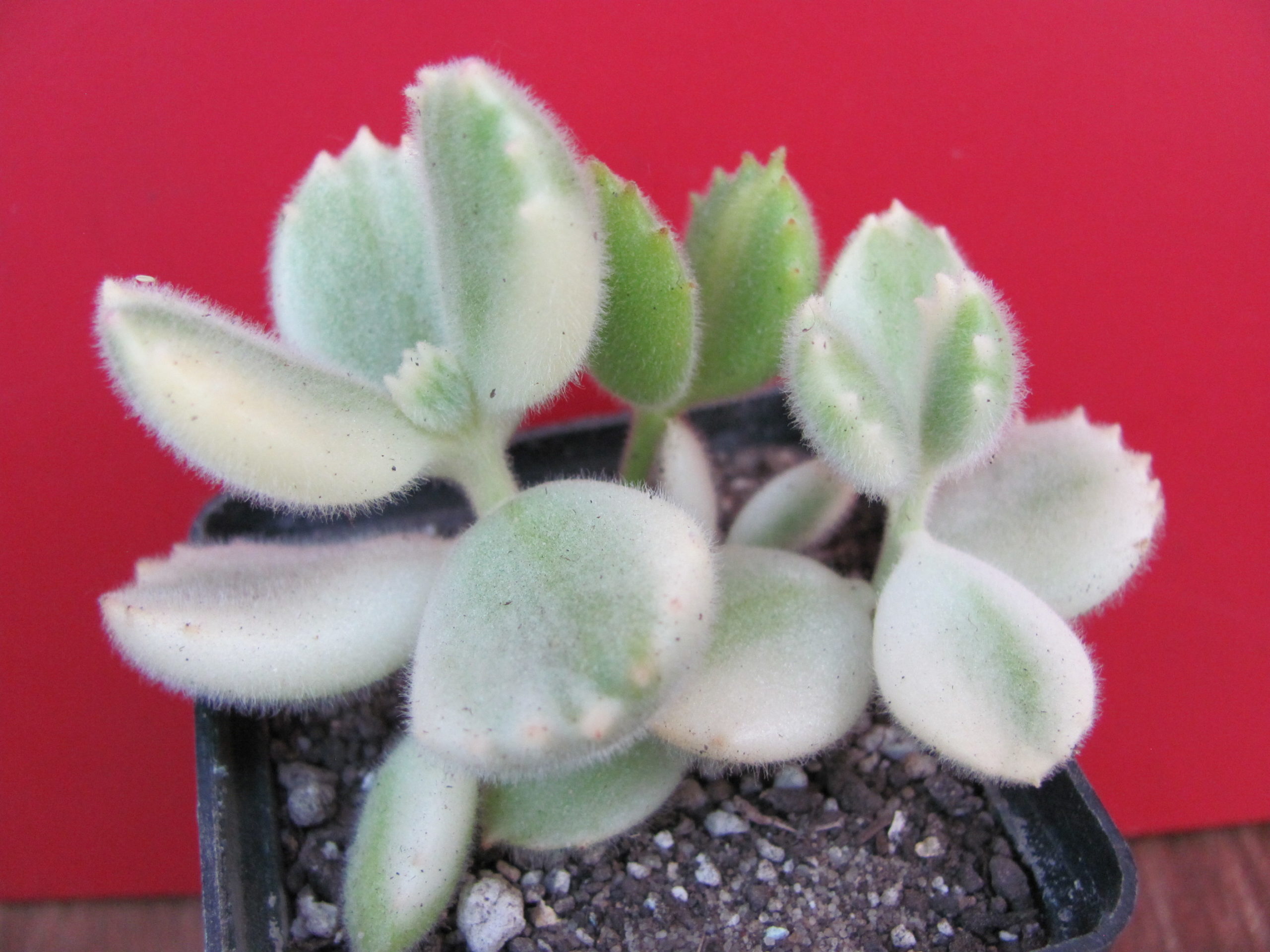 Cotyledon tomentosa variegata
